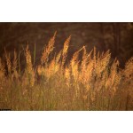 Indian Grass